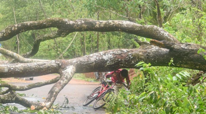 मान्सूनपूर्व वादळामुळे राज्यात हाहाकार!