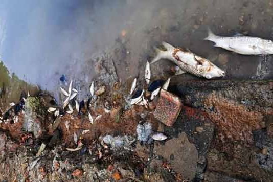 धामापूर तलावातले मासे मृतावस्थेत