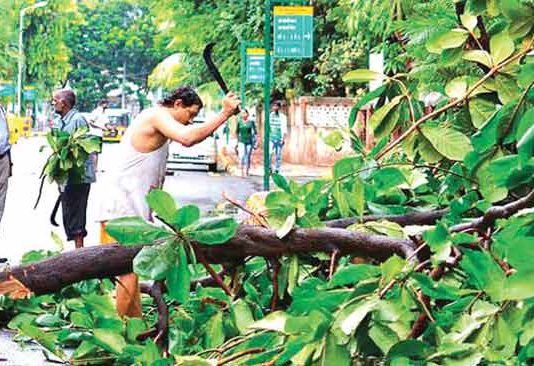 खासगी सोसायट्यांमधील फांद्या छाटणीचा खर्च पालिकेने करावा