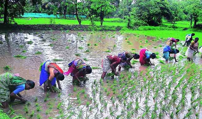 कृषी विभागाकडून रायगडमध्ये पीक स्पर्धाचे आयोजन