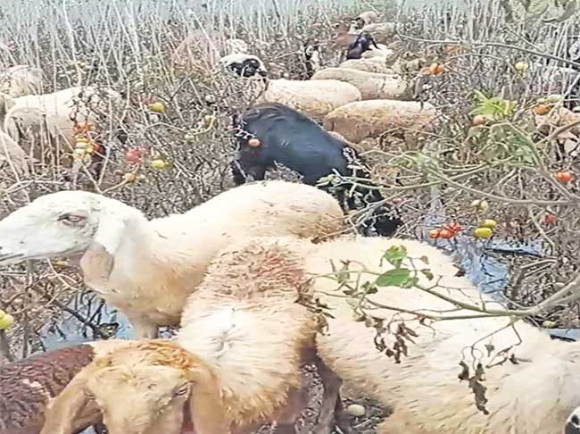 टोमॅटो पिकात मेंढ्या सोडण्याची शेतकऱ्यावर आली वेळ
