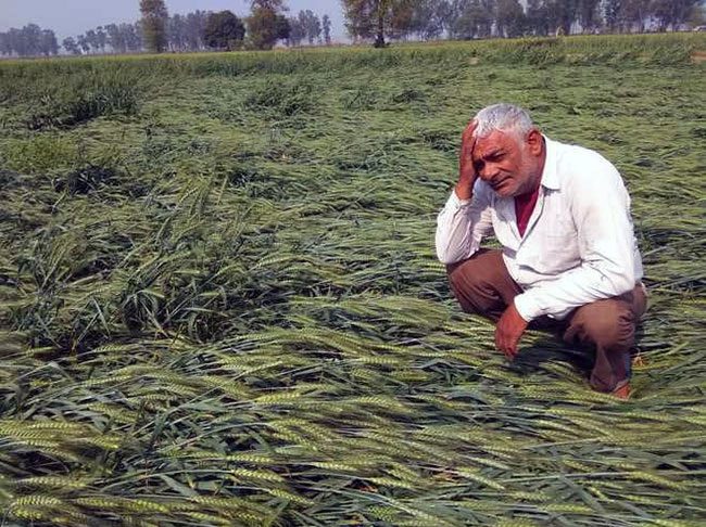 शेतकरी हवालदिल! संपामुळे पंचनाम्यांना 'ब्रेक'