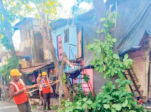 यंदा झाडांची पद्धतशीर छाटणी होणार
