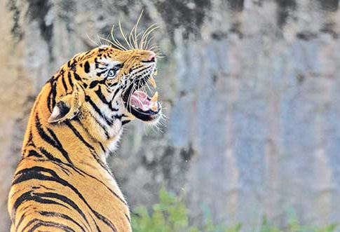 महाराष्ट्रातले व्याघ्र पर्यटन