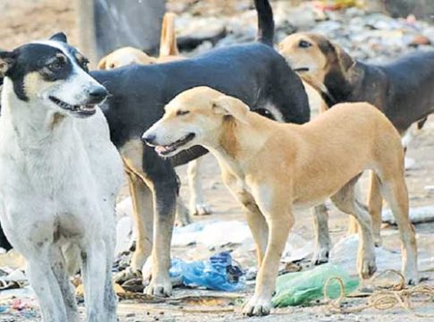 Stray Dog : मीरारोडमध्ये ८ वर्षीय मुलाचे कुत्र्याने तोडले लचके; डॉक्टरांनी दिला प्लॅस्टिक सर्जरीचा सल्ला