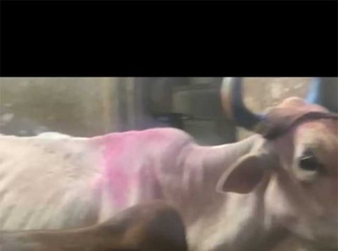 गोहत्या रोखण्यासाठी व्यवस्थेची बसली दातखीळ