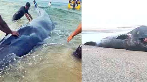 Baby Whale Ganpatipule : गणपतीपुळ्याजवळ सापडलेल्या बेबी व्हेलचा दुर्दैवी अंत
