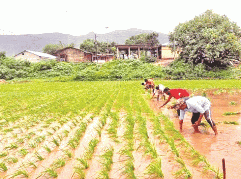 कृषिक्षेत्राला तारणार?