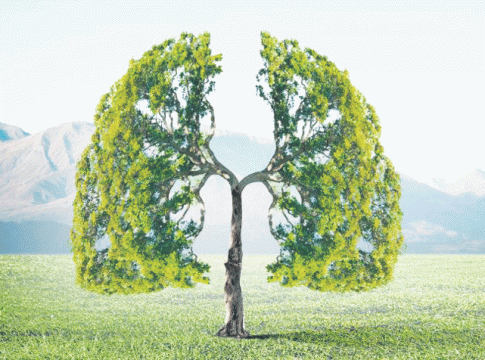 Trees : झाडांचे फायदे