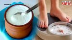 Weightloss Tips: वजन कमी करण्यासाठी दह्यात ‘हे’ २ पदार्थ मिसळून खा!