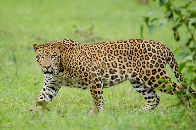 Leopard : बिबट्यांची नसबंदी करा, असं कोण म्हणालं ?
