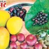 कोकणचा रानमेवा हरवतोय...!
