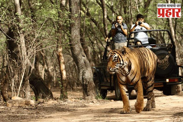 Melghat Jungle Safari : मेळघाट सफारी महागणार? भाडेवाढ मागणीसाठी ३ दिवसांपासून सफारी बंद, पर्यटकांचा हिरमोड!