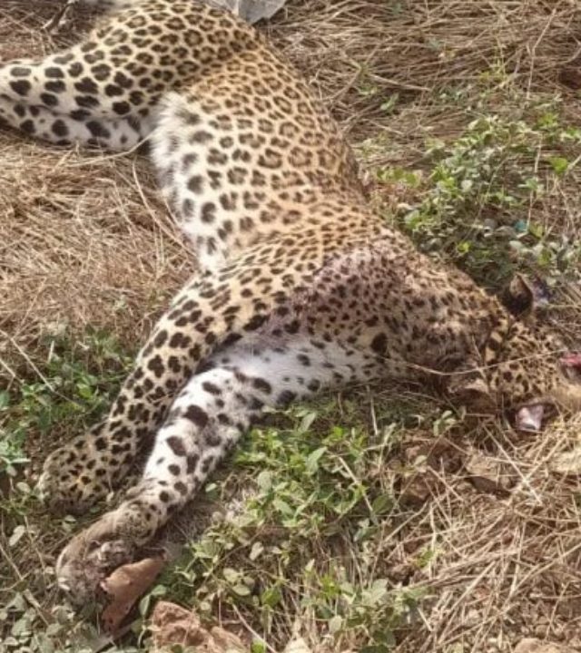 Mumbai-Goa Highway  : मुंबई-गोवा महामार्गावर वाहनाच्या धडकेने बिबट्याचा जागीच मृत्यू