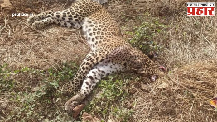 Mumbai-Goa Highway : मुंबई-गोवा महामार्गावर वाहनाच्या धडकेने बिबट्याचा जागीच मृत्यू