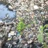 दादर धारावी नाल्याची सफाई की, डोळ्यात धुळफेक?