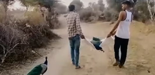 व्हिडिओ पाहून नेटिझन्स झाले भावूक