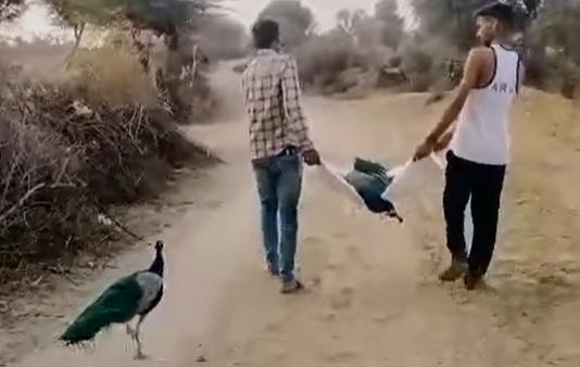 व्हिडिओ पाहून नेटिझन्स झाले भावूक