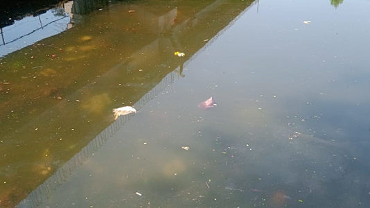 अंबा नदीत चक्क मेलेल्या कोंबड्या आणि मासळी