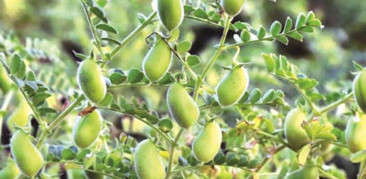 अवकाळीमुळे रब्बी पिकांना धोका