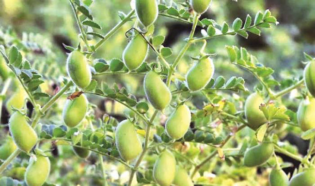 अवकाळीमुळे रब्बी पिकांना धोका