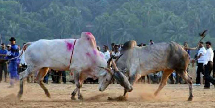 सिंधुदुर्गात बैलांच्या झुंजीत बैलाचा दुर्दैवी अंत!