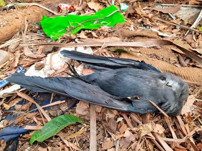 तीव्र उष्णतेमुळे कावळे होताहेत गतप्राण