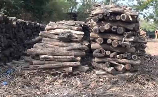 भिवंडी राहुरीतील खैर लाकडाचे सोलीव काम झाले बंद