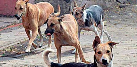 भटक्या कुत्र्यांपासून वाढता त्रास