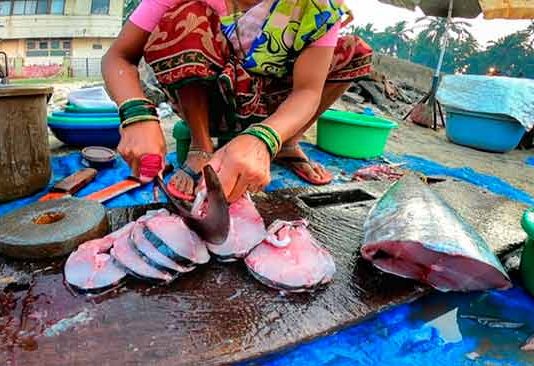 तुम्ही मासेप्रेमी आहात का? तर बातमी आहे तुमच्यासाठी