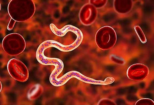 पालघर जिल्ह्यातील ८० बालकांच्या रक्तात सापडले हत्तीरोगाचे सुक्ष्मजीव