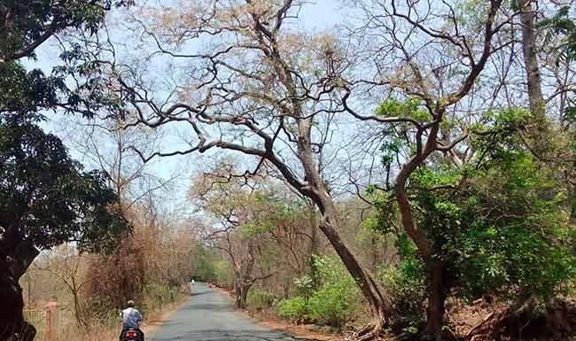 सुकलेली झाडे अपघाताला आमंत्रण