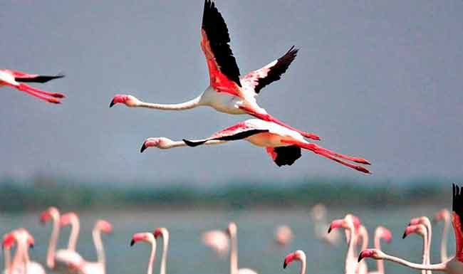 नवी मुंबईत भरणार पहिला फ्लेमिंगो महोत्सव