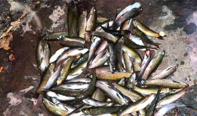 मासेमारांच्या जाळ्यात गाभोळी मासे