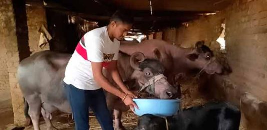 जनावरांचा चारा महागला; पशुपालकांसमोर आर्थिक अडचण