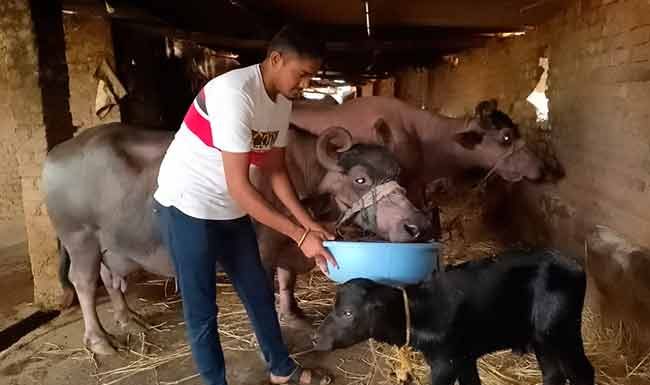 जनावरांचा चारा महागला; पशुपालकांसमोर आर्थिक अडचण