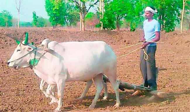 Rain in Maharashtra: पाऊस आला पण शेतकऱ्यावर संकट! प्रशासनाला विशेष आदेश