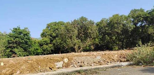 सेना आमदारांच्या प्रकल्पाला बाधित ९६ झाडे तोडण्याच्या प्रस्तावाला विरोध