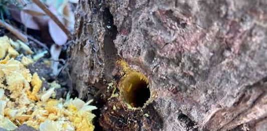 वनविभागाच्या भूखंडावरील झाडे मारण्यासाठी भूमाफियांकडून घातक रसायनाचा वापर