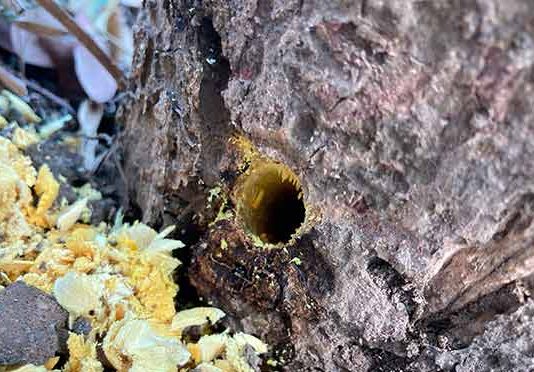 वनविभागाच्या भूखंडावरील झाडे मारण्यासाठी भूमाफियांकडून घातक रसायनाचा वापर