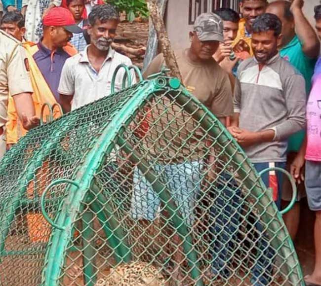 घरात घुसून बिबट्याचा महिलेवर हल्ला