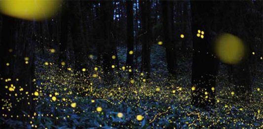 भंडारदऱ्यात काजवा महोत्सवाची धूम काजव्यांची चमचम