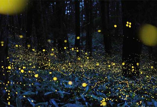 भंडारदऱ्यात काजवा महोत्सवाची धूम काजव्यांची चमचम