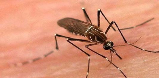 मलेरियाच्या वाढत्या रूग्ण संख्येने मुंबईकर चिंताग्रस्त