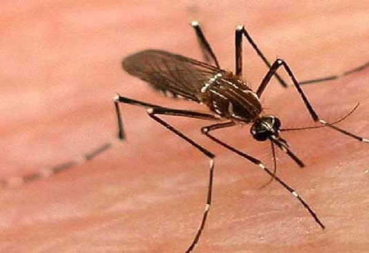 मलेरियाच्या वाढत्या रूग्ण संख्येने मुंबईकर चिंताग्रस्त