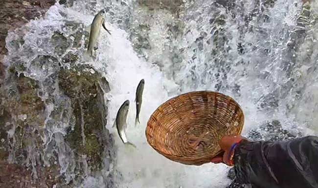 चढणीचे मासे