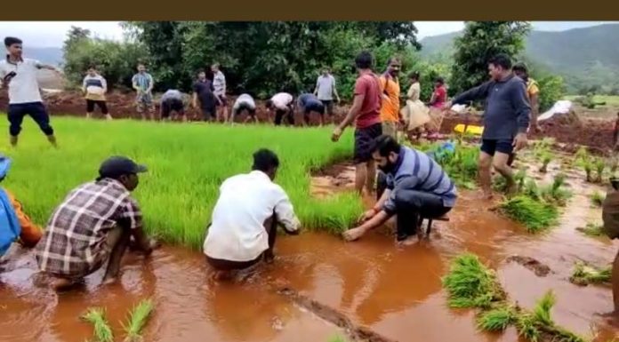 मुख्यमंत्र्यांची भातलावणी.. नक्की पहा...!