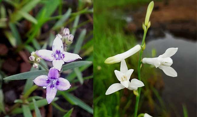 पावसाळ्यातील कोकण वैभव