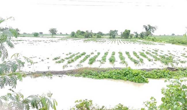 महाराष्ट्रात अतिवृष्टीमुळे ८ लाख हेक्टर पिकांचे नुकसान