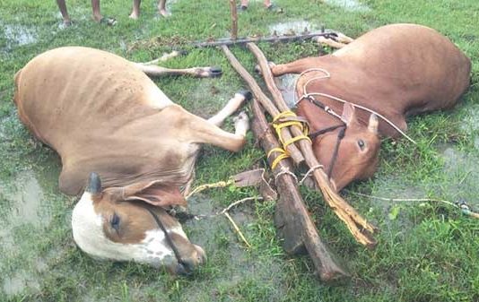 गोंदियात वीज कोसळून बैलजोडी ठार